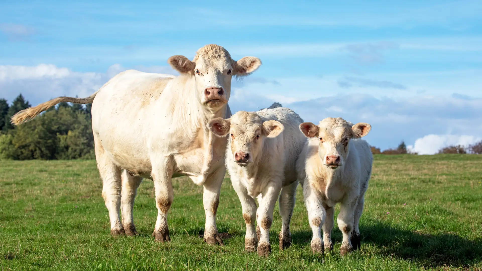 Une nouvelle portée de veaux est arrivée à la ferme